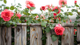 Fototapeta Do pokoju - Hybrid tea roses with pink petals twining on a wooden fence