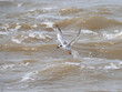 Forster's tern (Terna forsteri) flying over ocean