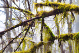 Fototapeta  - 
A tree branch covered in moss and spider webs

