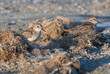 Least Sandpiper (Calidris minutilla) hiding in debris on the beach, Galveston, Texas