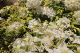 Fototapeta  - A close-up photo of white bougainvillea flowers