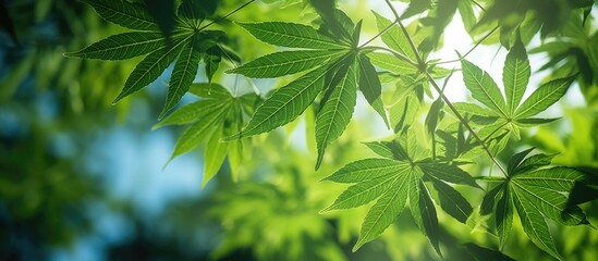 Wall Mural - Vibrant Green Foliage Glistening in Golden Sunlight - Natural Botanical Background