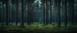 Mystical Dark Enchanted Forest with Menacing Stormy Sky Background