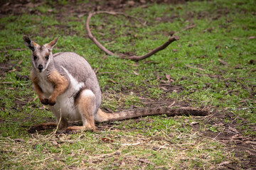 The Yellow-footed Rock-wallaby is brightly coloured with a white cheek stripe and orange ears. It is fawn-grey above with a white side-stripe, and a brown and white hip-stripe.