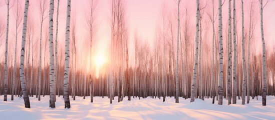 Poster - A dense snow-covered forest