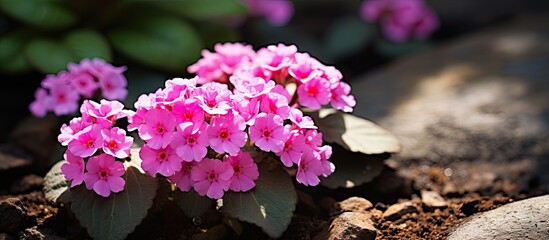 Sticker - Small pink flower in garden