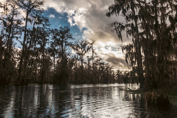 Wall Mural - Swamp boat tour in Louisiana