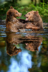 Wall Mural - two wild brown bear play or fight on pond in the summer forest, reflection on water. animal in natur