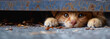 A ginger cat's eyes gaze from beneath a gap, a poignant moment that speaks to the innate curiosity and cautious nature of felines.
