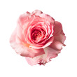 Pink rose flower on white backgrounds