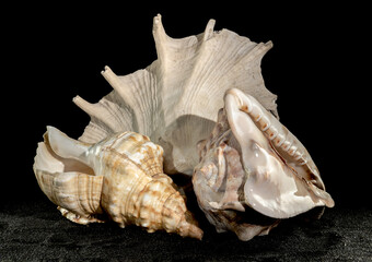 Still life of big seashells on a black background