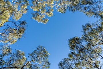 Wall Mural - looking up at a bush canopy of gum trees with a blue sky in australia