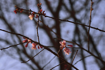 Wall Mural - Phaya suae flower or sakura flower in Thailand