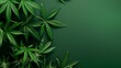 Lush Cannabis Leaves, Ideal for Botanical and Medicinal Plant Usage