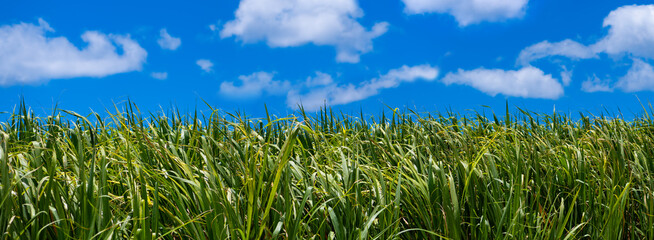 Sugar cane panorama with green haulms contrasting with bright blue sky and white clouds. Agricultural plantation on Martinique island in the Caribbean Sea (France) for famous rum production. 