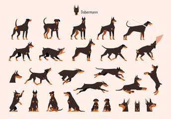 Wall Mural - a collection of various doberman actions and poses. flat vector illustration.