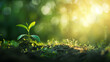 A small green plant is growing in the dirt. The image has a peaceful and calming mood, as it shows the beauty of nature and the growth of a new life