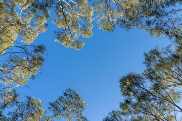 looking up at a bush canopy of gum trees with a blue sky in australia