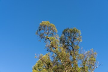 Wall Mural - looking up at a bush canopy of gum trees with a blue sky in australia