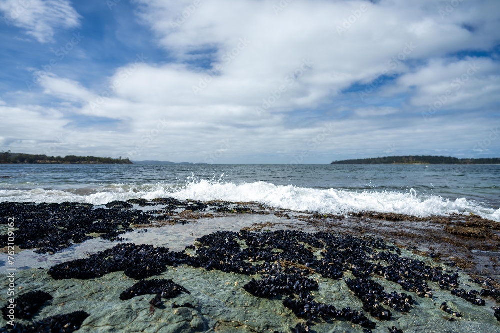 Shells Growing On Rocks mussel shells growing on rocks while waves break over them and bull ...