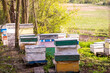 Old multi-hull hives on a slope among the trees in the apiary in the spring before the start of the honey collection season