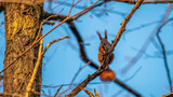 Fototapeta Tęcza - squirrel on the tree