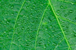 Struktura tło z zielonego liścia w zbliżeniu makro, kropelki rosy