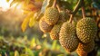 The exotic appeal of a durian orchard at farm. Generative AI.