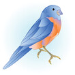 Bird small bird thrush  on a blue background   watercolor vintage  vector illustration editable hand draw