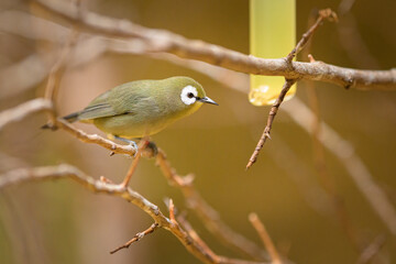 Poster - A Kilimanjaro White Eye sitting on a branch