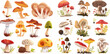 Poisonous and edible mushroom, chanterelle, cep, amanita and truffle isolated vector illustration set