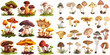 Forest wild mushrooms types. Organic porcini and chanterelle, poisonous fungus