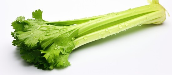 Wall Mural - A stalk of celery, a vegetable and ingredient used in cuisine, is placed on a white surface. Celery is a flowering plant and a type of leaf vegetable