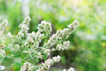 Wall Mural - Lemon balm flowers in garden. Shrub of fresh green mint outdoors. Melissa foliage in nature mint leaves and flowers on blurred background