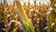 Pronti per il Raccolto- Maize in un Campo in Dettagli Elevati, Anticipando l'Abbondanza