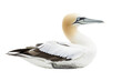 Northern gannet (Morus bassanus) isolated on a transparent background