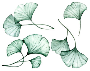 Wall Mural - watercolor drawing. set of transparent ginkgo leaves. x-ray