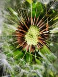 Fototapeta Desenie - flying seeds of the dandelion plant