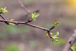 The first spring blooming leaves on the twigs of trees in the sunlight