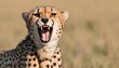 A Cheetah With Its Mouth Open In A Silent Roar