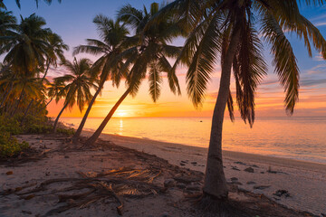 Wall Mural - Sunrise or sunset at tropical beach with palm trees and quiet ocean in Maldives