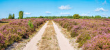 Fototapeta Las - Panorama, Wanderweg durch Heidelandschaft mit blühendem Heidekraut, Lüneburger Heide