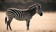 A Zebra Standing In Profile Showcasing Its Elegan