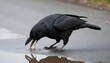 A Crow With Its Beak Dipping Into A Puddle Drinki