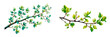 Set of branch with leaves and bud, flowers, isolated on transparent background