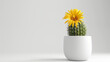 cactus in a white pot with yellow flower isolated on white background