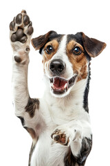 Wall Mural - Funny dog isolated on trasparent background. Jack Russell Terrier. Trasparent png