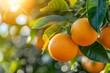 Fresh oranges on the orange tree, natural freshness