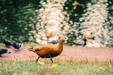 Fototapeta Młodzieżowe - Duck is walking on the grass near a body of water. Autumn, leaf fall concept