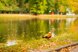 Fototapeta Młodzieżowe - Duck is standing on the grass near a pond. Autumn, leaf fall